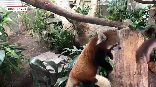 The Houston Zoo explains how the Red Panda is related to the Giant Panda! What's your favorite zoo animal?! (Courtesy: Houston Zoo) | The National Desk - TND