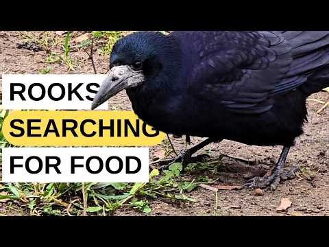 Rooks Searching for Food in an Autumn City Park 🐦‍⬛🍂
