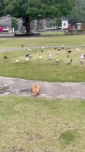 Why do cats like catching birds#cat #catsoftiktok #catvideo #cute #funnycat #fyp | Chuyện Ngoài Ngõ