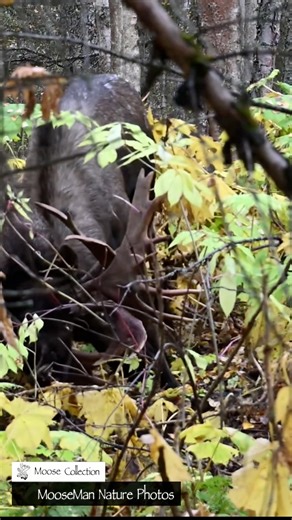 614K views · 14K reactions | Hi folks! This is quite the battle. TURN UP THE VOLUME! The audio of the clanking antlers is such fun. Feel free to ask questions, and thanks for watching. This was filmed in the woods of Alaska. For our regular fans, the two bulls are Gnarly & SOH. Don't forget today's feature video with 2025 footage, you all know where to find it. | Moose Man Nature Photos | Facebook