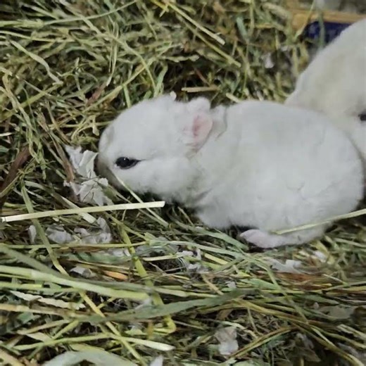 Dwarf hotot baby