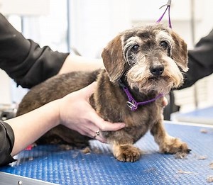 Hand Stripping for Dogs