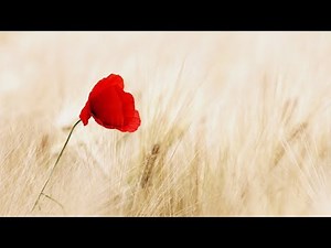 Joan Baez - Where Have All The Flowers Gone [HD]+