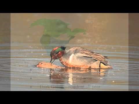 Green-winged Teal