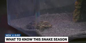 What to know about snake season
