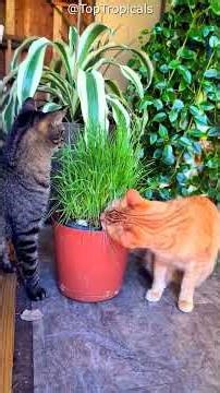 POV: Why your cats are Grass Addicts🥗😺#CatVideos #FunnyCats