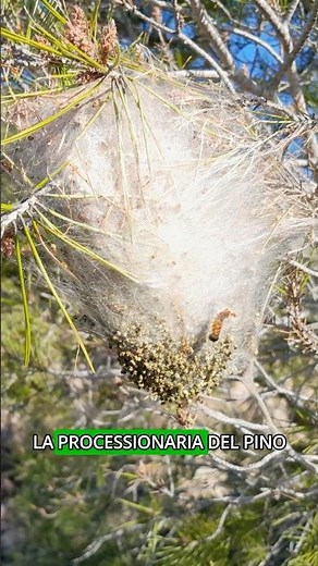 Come proteggersi dalla Processionaria del Pino | Come Eliminarla in Modo Sicuro