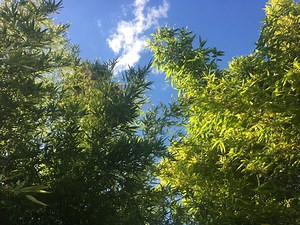Poles | Bamboo Ranch