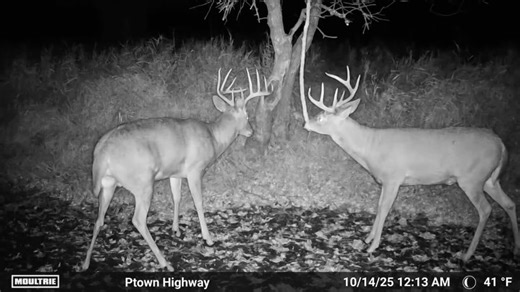 1K views · 56 reactions | Moultrie Products on Reels | Facebook