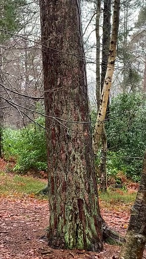 Keep your eyes peeled for the bird moving up and down the tree looking for insects and spiders in the rain. It is a Nuthatch and is demonstrating why it is our only bird that can walk down tree trunks. Woodpeckers and treecreepers can only move up! #ashdownforest #highweald #aonb #sssi #wealdtowaves #birdlife #nuthatch | Ashdown Forest