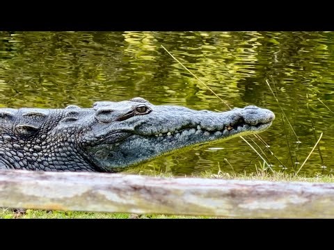 Fairchild Tropical Botanic Garden 2026 | Miami & Coral Gables Florida, crocodiles, iguanas, more!