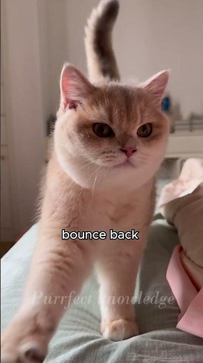 Cat Neutering : Health Benefits and Recovery #CatFacts #CatNeutering