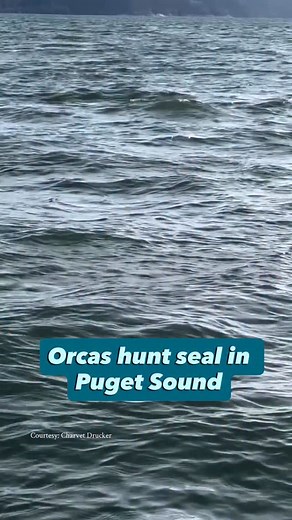 WOW! Epic footage of orcas hunting a seal in Saratoga Passage off Camano Island taken by Charvet Drucker. Their boat was 300-400 yards away when the hunt began and a seal sought refuge on their boat. Watch until the end for a happy ending (for the seal, at least!) Thanks to Charvet, Smith Siromaskul and Terese Deboer Drummond for sharing this incredible experience! | Seattle Refined