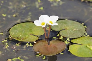 Frogbit vs Duckweed: What Are The Differences?