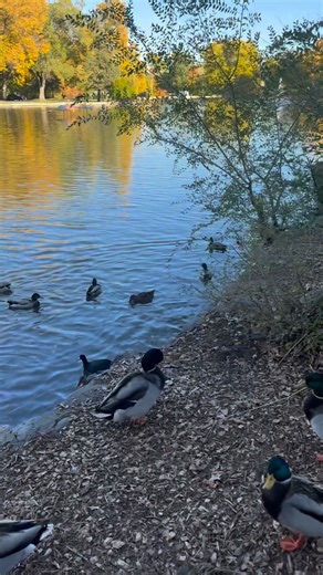 My baby girl feeding ducks | Royalle Marjoie