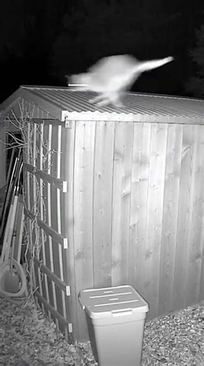 Epic Cat Parkour Fail: Sheds, Bins & Purrfect Landings! #FunnyCats #CatFails #Shorts