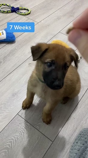 Growing Up with My Malinois Puppy: A Heartwarming Journey