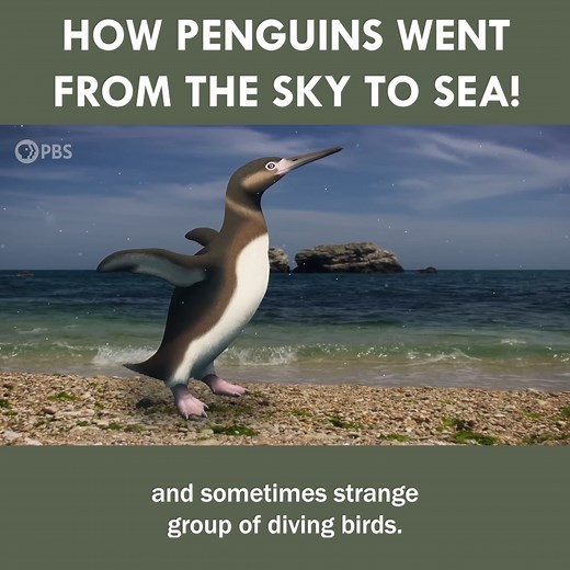 When Penguins Went From The Sky To The Sea 🐧 | Eons • PBS