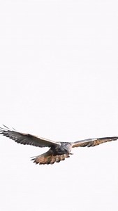 Rough-legged hawks are masters of the hover, effortlessly hanging in place while locking onto prey below. Every time they do this, their grace is impossible to miss. Truly remarkable and almost surreal looking raptors! . . . . #best_birds_of_ig #featured_wildlife #earthcapture #birds_captures #natgeoanimal | Mukul Soman