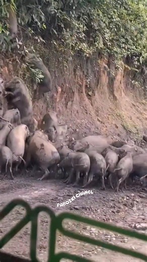 444K views · 3.8K reactions | Wild boar ‼️ #Amazing #animals #fyp #berburubabi #hunting #viral #trending #trendingreels #trendingreelsvideo | Paboski Chanel | Facebook