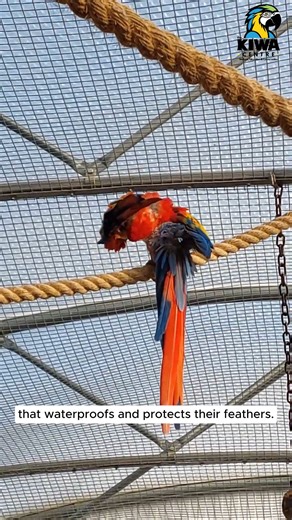 7.1K views · 300 reactions | What is preening, and why is it so important to parrots? 列 Preening isn’t just about looking good—it’s essential for keeping feathers clean, healthy, and waterproof, and even helps parrots bond with their flock. Holly from the Kiwa Centre breaks it all down in our latest reel!  Watch now to learn more about this fascinating behavior. Head to our parrot resource libary on the website to learn more about parrots! | World Parrot Trust | Facebook