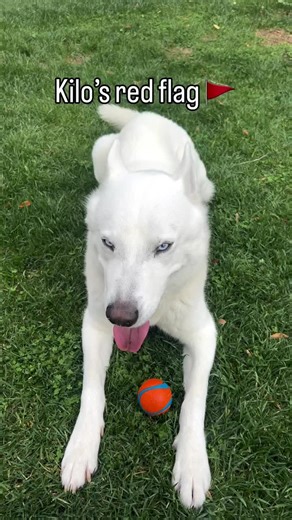 Surprise pee pee licks #husky #huskyworld #dog #dogsofinstagram #funny