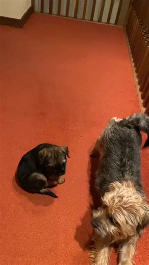 Learning socialising skills 🐾👨🏻‍🎓💕 #borderterrierrescuedogsnearmanchester #borderterrierrescueedinburgh #borderterrierrescuelondon #borderterrierrescuelincolnshire #borderterrierrescueliverpool