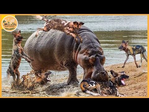 Les attaques de hippos les plus terrifiantes jamais enregistrées | Monde animaux sauvages