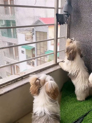 Mere dono Pille Nikale Shikari - Mini Vlog with Shih Tzu