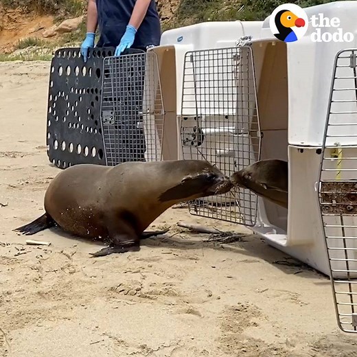 8.4M views · 128K reactions | Baby sea lion is scared to be released back into the ocean — until her best friend tells her to come with him  | The Dodo | Facebook