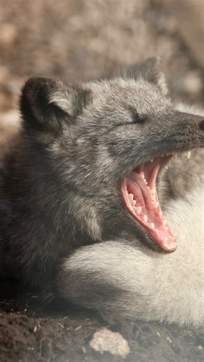 56K views · 442 reactions | Storm the arctic fox showing her cheeky side #arcticfox #foxpup #cuteanimals #wildlifephotography #animalconservation #conservation #animalsoftiktok #socute #funnyanimals #babyanimals | Peak Wildlife Park | Facebook