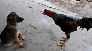 Rooster like fighting - Dog can't stop roosters from fighting each other. | Monkey Soo