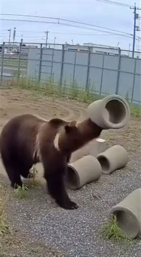 クマの顔に吸い付き離れない不思議な土管 #animalshorts #衝撃映像 #監視カメラ #自然の記録 #野生動物