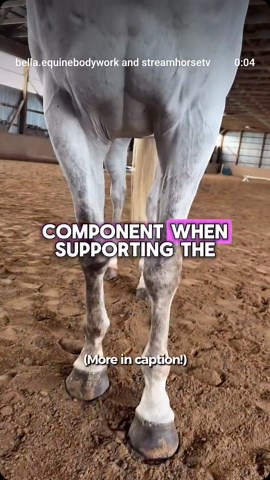 streamhorse: equine pecs: unlocking thoracic sling function