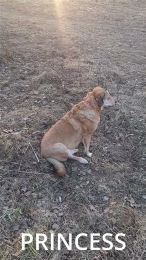 COMMANDO VS PRINCESS