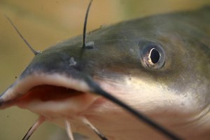 Catfish - Alchetron, The Free Social Encyclopedia