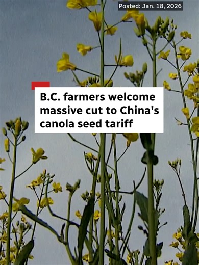 Canola growers in northeast B.C. are getting relief from steep Chinese tariffs after Ottawa reached a new trade deal with Beijing this week. But as Matt Preprost reports, many farmers and business leaders say there’s still uncertainty ahead. #cbc #cbcnews #bc #britishcolumbia #tariffs #canola #china #canada #farming #tariff