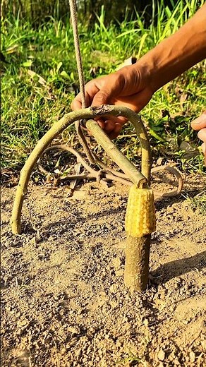 How to set up snare trap in the forest