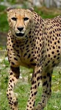 "Epic Animal Showdowns in the Wild" #AnimalShowdown #shorts