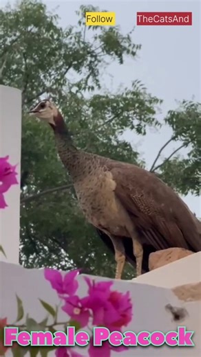 Female Peacock | Peacock Mating call | #foryou #peacock #bird @TheCatsAnd