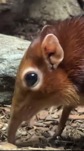 It may come as a surprise to you but black and rufous giant elephant shrews are not true shrews! Their common name resulted from having a body similar to a shrew and a snout that reminded people of an elephant. DNA studies reveal they are more closely related to elephants. As you can see in this video, they use their flexible, long snouts to sift through soil and leaf litter to dig up insects that they scoop into their mouths with their long tongues. See if you can spot them at the Mouse House t