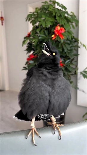 Amazing myna bird!🐦‍⬛ #breakbird #birdwatching #birdsbecometheessence #love #birdssotalented #talkingbird #reelsfb #birdsspeak #commonhillmyna #animals #animal #birdsofinstagram #birding #birds #singbird #带着宠物去赏花 #birdsarefine #會說話的鳥 | Daily Birds