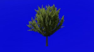 Download Tree animation loop - field maple tree, hedge maple, dog oak - acer campestre - green screen chroma key - v3 - medium - 1a - summer spring for free