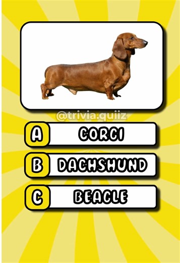 How many Dog Breeds can you name? | #trivia #dogs #dog #animals #quiz