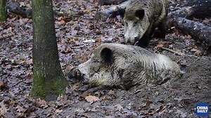 They dig up gardens, cause road accidents and rampage through neighbourhoods, but #Berlin residents have by-and-large learned to live with their noisy neighbours -- an estimated 3,000 wild #boar. | China Daily