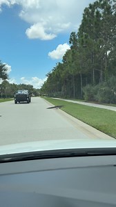 GATOR CROSSING! Just your typical day driving home from work in Southwest Florida 🐊 | Meteorologist Jason Dunning