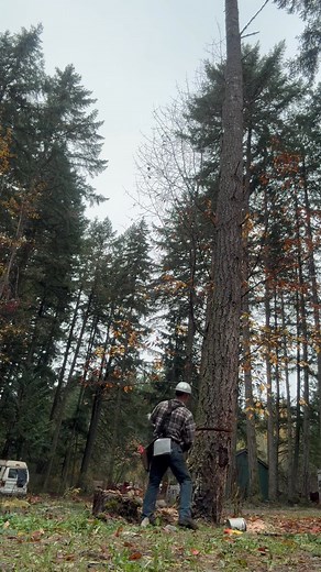 2.6K views · 33 reactions | Hard leaner towards the customers house yesterday. Yelm wa | Mansfield Tree Services LLC | Facebook