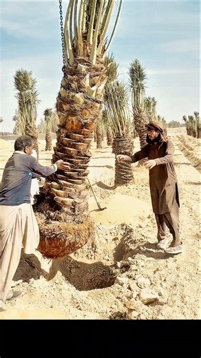Mega Agriculture: How Billion-Dollar Date Farms Plant Adult Trees#farming #work #dessert #fruit