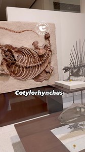 #Permian beasts deserve more love! #Cotylorhynchus has one of the shortest neck length to body size ratio ever. It is a #Permian #caseid #synapsid, up to 20’ and 1,200 lbs., making #Dimetrodon dainty in comparison. That neck is so short that it looks wrong, yet with a few nearly complete skeletons, we know the neck is legit. It couldn’t be grazing, how much wider would its legs have to sprawl to get the head to the ground? Browsing then? Or something else? It had ~100 teeth w/ many on the roof o