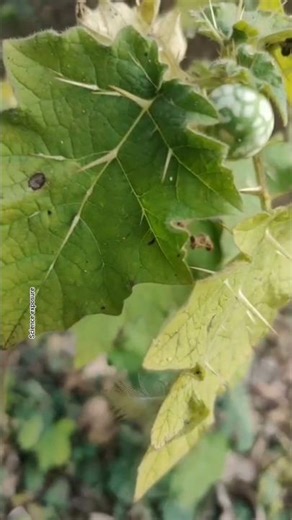 solanum viarum identification and fact | tropical soda apple #plants #shorts #shortfeed #nature